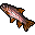 rainbow trout